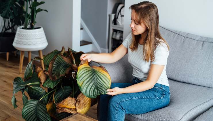 Cómo Revivir Las Plantas Quemadas Por El Sol En Unos Simples Pasos Así